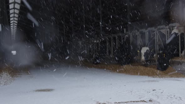 Cows Eating Oats in Barn During a Snowfall alt