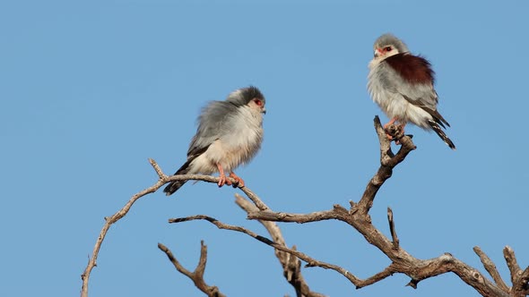 Pygmy Falcons Perched On A Branch - South Africa alt