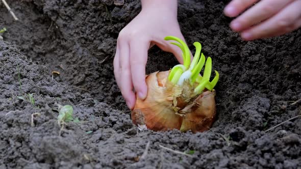 Child is Planting Onions with Sprouts in Home Garden