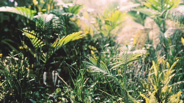 Close Up Tropical Nature Green Leafs and Grass alt