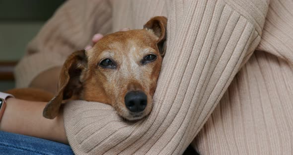 Woman pets dachshund at home alt