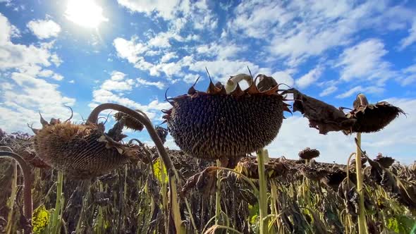 A Sunflower Field That Dries Out of Thirst As a Result of Global Climate Change alt