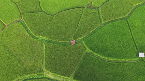 Aerial view drone flying over of agriculture in paddy rice fields for cultivation.