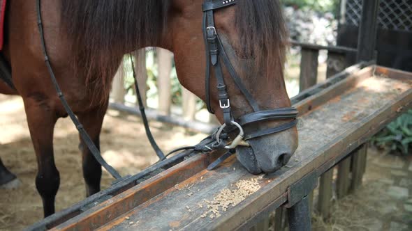 horse eating inventory