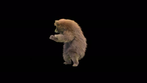 169 Bear Dancing 4K alt