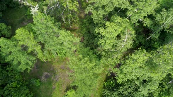 Look down on green trees forest summer aerial view