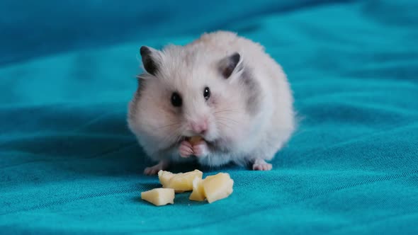 Funny Cute Hamster Eating Cheese