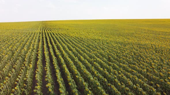 Top View of a Field with a Sunflower alt
