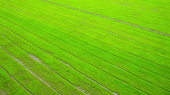 4K Aerial Wide view of Beautiful green rice fields in the rural of Thailand alt