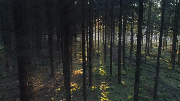 Drone Shot Flying Down in Forest at Sunrise