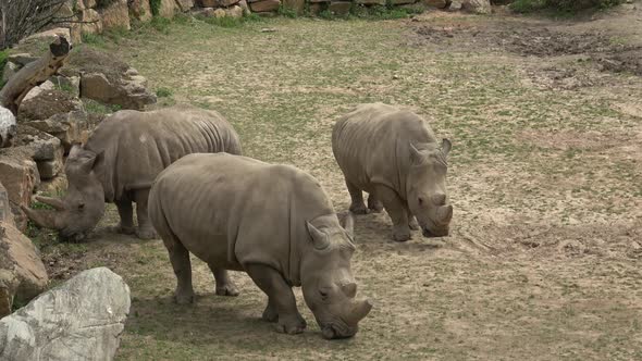 A herd of rhinoceros eating green grass (Ceratotherium simum simum)