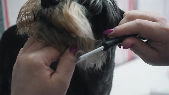 A Groomer Combs a Dog During a Haircut