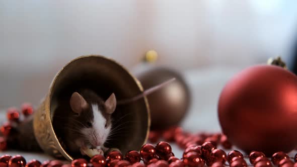 Close-up of a Little Rat Eating Cheese Sitting in a Christmas Bell. Symbol of 2020 New Year