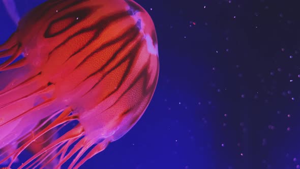Jellyfish Swimming in Blue Water