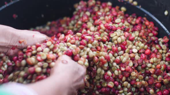 Female Worker's Hand Washjng Coffee Beans Recently Hulled in a Peeler Machine. alt