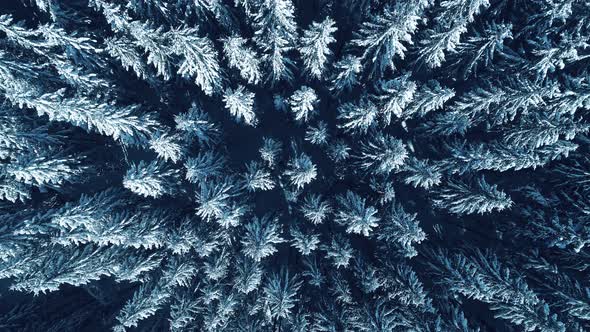 Winter Season Spruce and Pine Trees Covered with Snow. Aerial Top Down Flyover Shot of Winter Forest