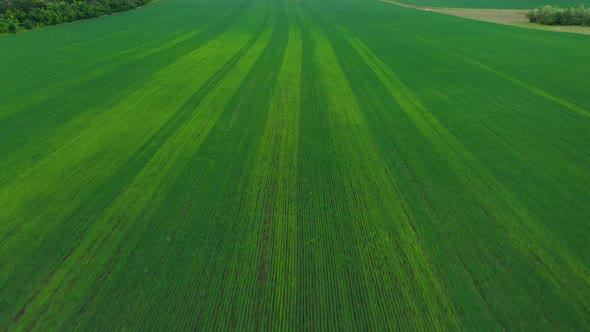 Aerial Top View Drone Flies Over Green Wheat Field
