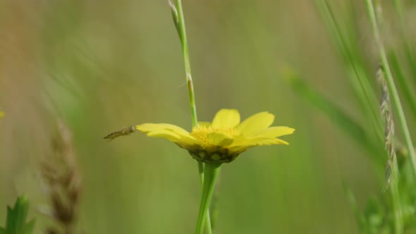 Hoverfly carefully lands on bright yellow daisy; shallow depth shot alt