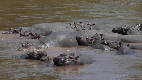 Hippopotamus, hippopotamus amphibius, Group standing in River, Masai Mara park in Kenya, slow motion alt