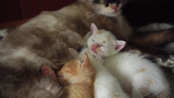 A stray or domestic cat breast-feeds her little kittens with milk. alt