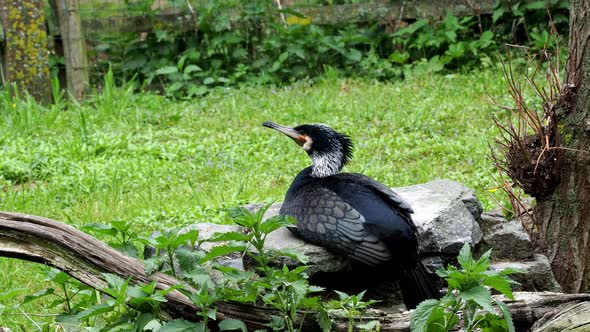 Wild male black bird resting