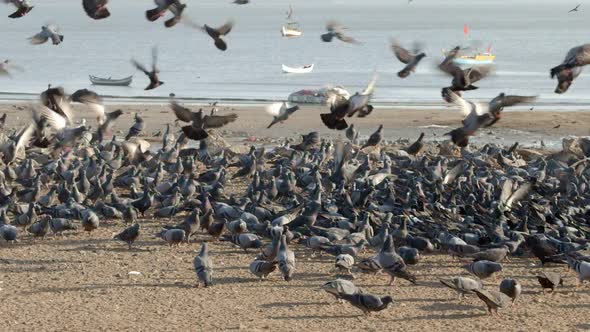 Pigeons on the Beach