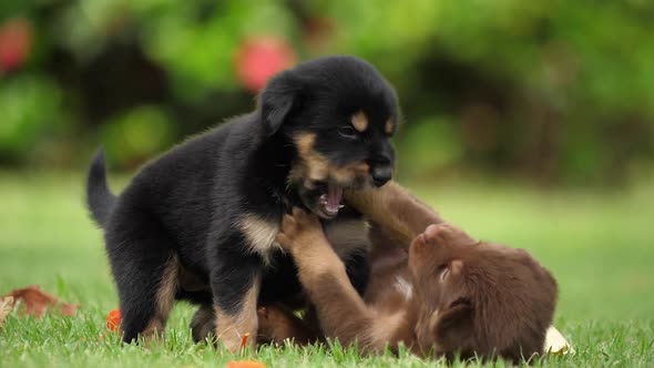 Happy Friendship Day Puppies Dogs Friendship Joy alt