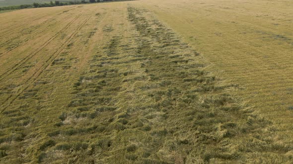 Aerial View of a Wheat Field Affected By the Disease alt
