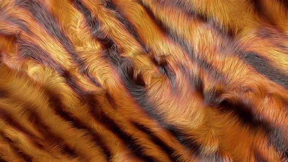Tiger Stripes Fur Texture