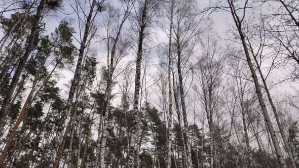 Time-lapse 4k video of birch forest with cloudy weather in winter