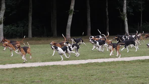 980123 Great Anglo-French White and Black Hound with Great Anglo-French Tricolour Hound, near Saint alt
