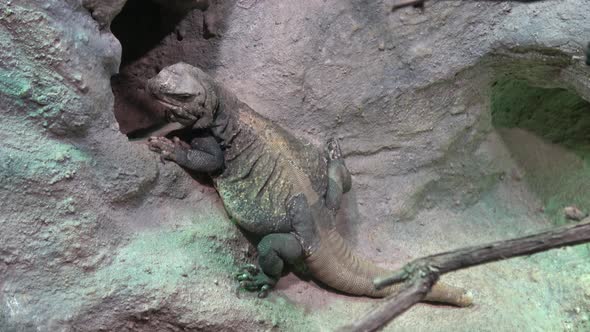 Chuckwalla lizard, Sauromalus ater