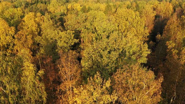 Golden Autumn in the Forest