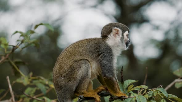 Small Squirrel Monkey Sitting On The Tree Scratching Its Body. - close up alt