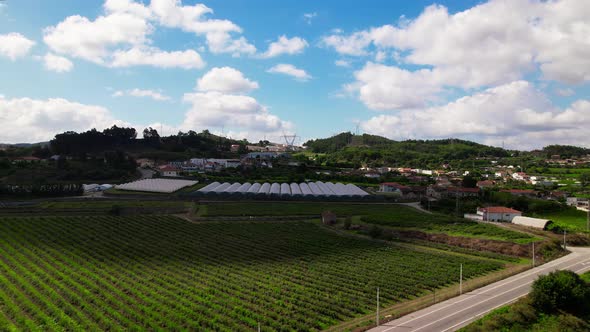 Blueberry Farm 4k alt