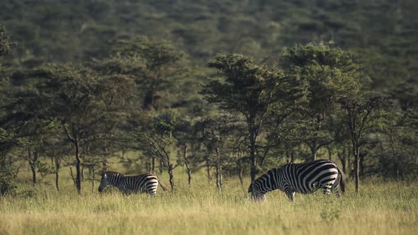 Zebras grazing in a grassland, in the Kenyan bush, Africa alt