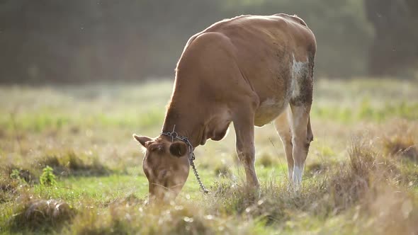 Domestic cow grazing on farm pasture with green grass. alt
