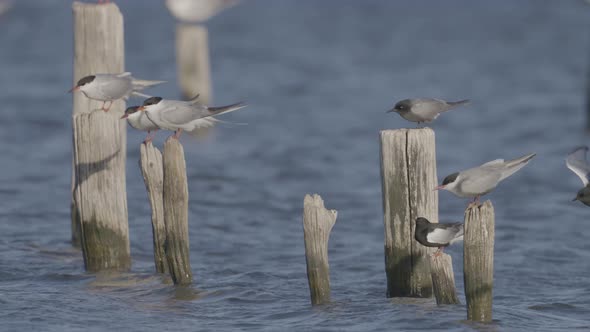 Terns Sitting on Wooden Dock Support