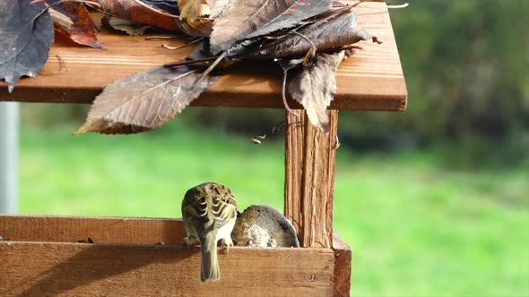 House sparrows (Passer domesticus) and Great tit (Parus major) eats bird food from a birdhouse  alt