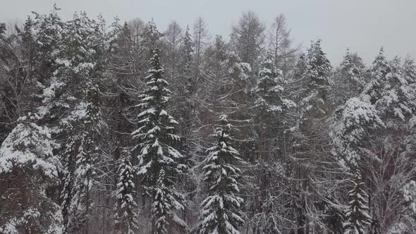 Pine Forest Under Snow in Winter alt