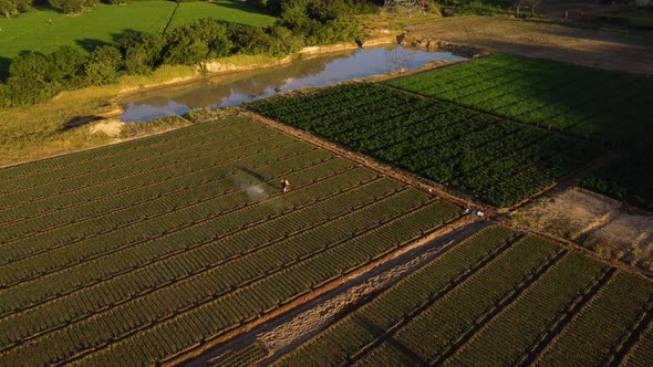 Person with a hand sprayer walks through the arable fields to water the entire field during Golden H alt