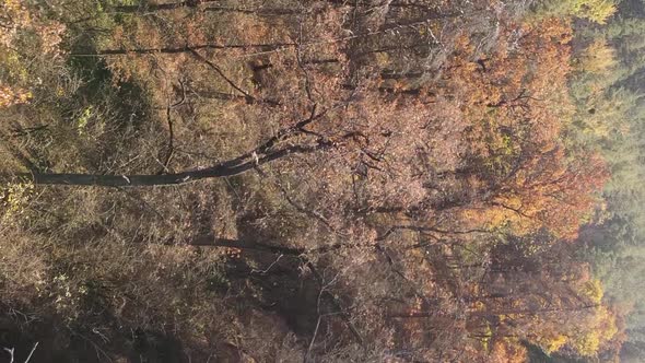Vertical Video of a Forest with Many Trees in Autumn alt