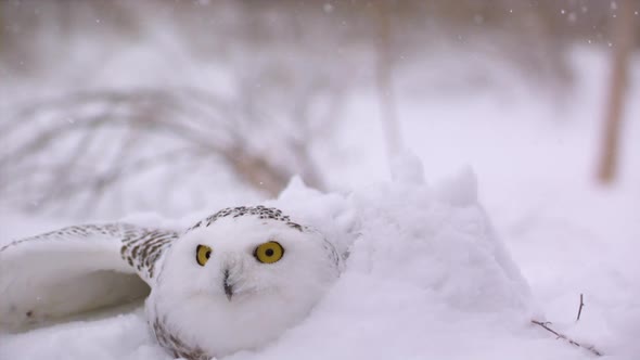 Slow motion view of a snowy owl in a winter landscape - Canadian Tundra - Hunting bird of prey alt