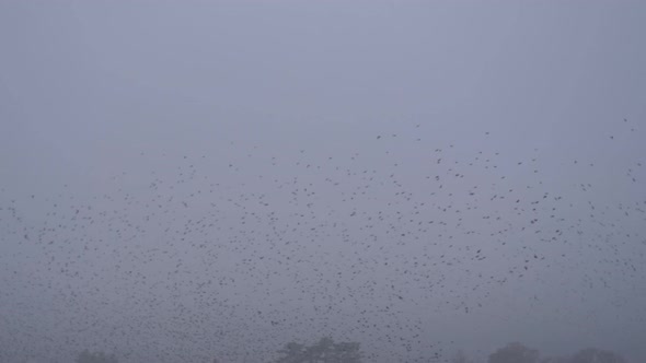 Flock Starling Winter Snow Fly 