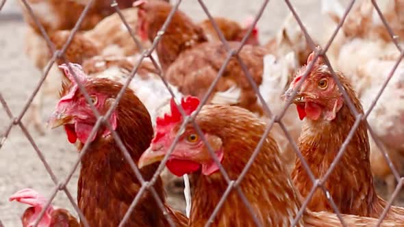A Group of Brown Chickens in a Chicken Coop on a Farm
