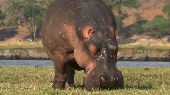 Hippopotamus Grazing Near River, Chobe national park, Botswana