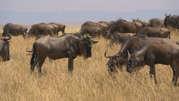 Wildebeests grazing on grassland in Masai Mara alt