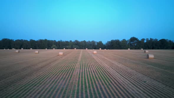 Field With Hay Rolls Sunrise. Hay Bale Rolls in the Field 4k Areal Dron Shot alt