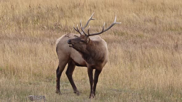 Bull Elk standing in grassy field looking around as it grazes alt