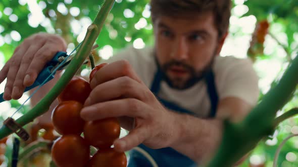Portrait Farmer Collecting Tomatoes on Big Countryside Plantation in Summer alt